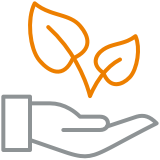 Wachsende Schönheit